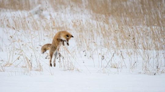 A fox plunging into the snow.