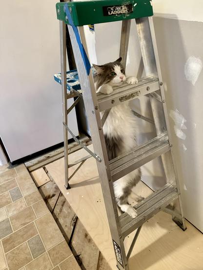 Thor, a fluffy grey and white half-Ragdoll cat, climbing up the stairs of a short construction ladder, but from the inside/backside of the steps, like the absolute doofball that he is. He has a look of concentration yet confusion on his face. That brain cell is working hard. The ladder rests on a plywood underlayment where a kitchen cabinet used to reside in our torn up kitchen. 