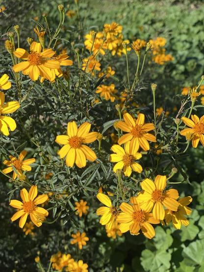 Many sprays of yellow daisy shaped flowers. Some in sharp focus. Others gentle blurs from depth of field and Santa Ana winds. Mexican Marigold. Tagetes lemmonii