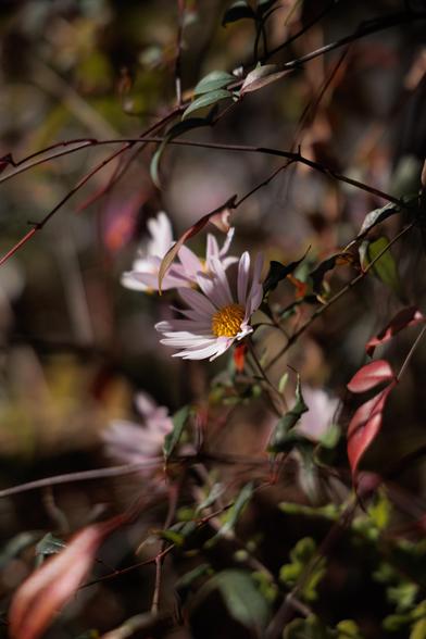A delicate pink flower with a yellow center peeks through green leaves and branches, set against a softly blurred background.