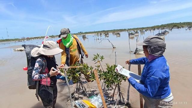 Three women standing in knee-deep water while planting mangroves. Image Las Chelemeras Facebook Page