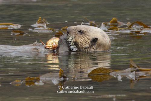 A sea otter eating a crab. There is bull kelp floating on the surface of the calm sea.