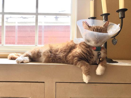 A little ginger cat sits by a window, wearing a plastic cone, regarding the viewer with an imperious look.