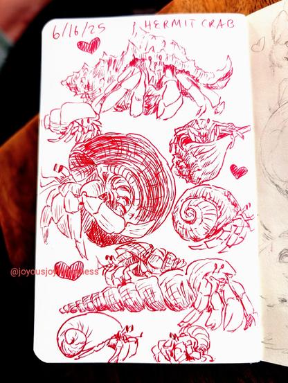 A sketchbook page of 9 drawings of hermit crabs in red pen. At the top is the text 6/16/25 and Hermit Crab. At the top of the page is a drawing of a hermit crab in a conch shell with a heart to the top left. Next at the bottom left is a hermit crab in a white spiral shell. To the right is a hermit crab in a spiral shell facing up. Next to the left is a large drawing of a walking crab in a dark circular shell. To the right is a smaller hermit crab in profile. Below these two is another small hermit crab and a heart. Below it is a hermit crab in a long spiral shell. At the bottom are two small hermit crabs facing each other.