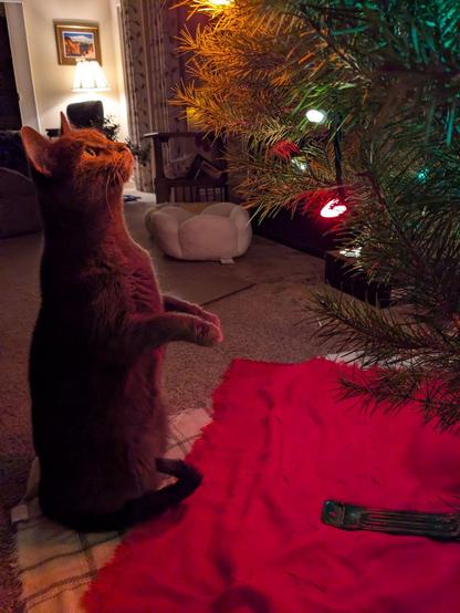 A gray cat standing on hind legs, staring intently at a branch at the bottom of a Christmas tree.