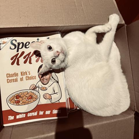 a white cat looks up at us from her nap in a box alongside a stack of magazines that mock Charlie Kirk for being a racist.
