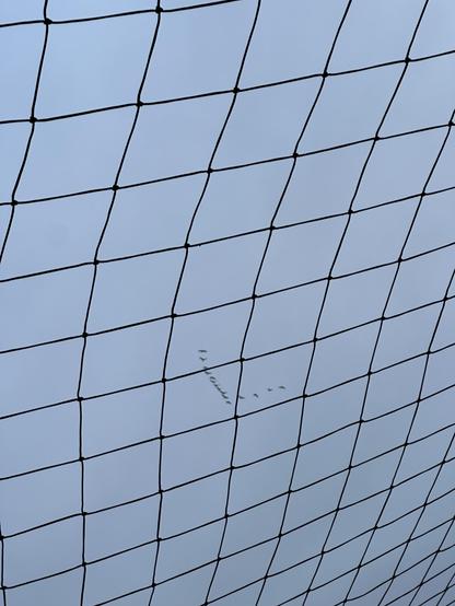 A view of a sky with a grid netting in the foreground, featuring a formation of birds flying in the background.
