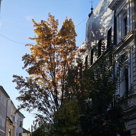 Image of a city street with autumn trees on a sunny day.
