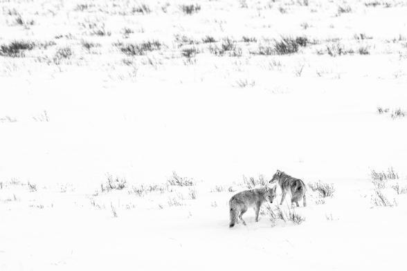 Two coyotes standing in a snow-covered field at the National Elk Refuge. The one on the left is looking towards the camera.