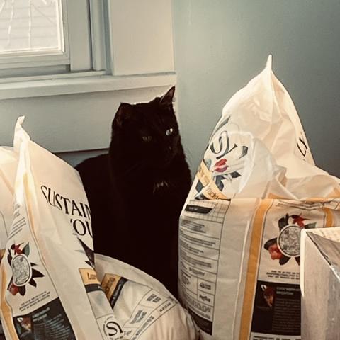 a black cat sits between two big bags of kitty litter