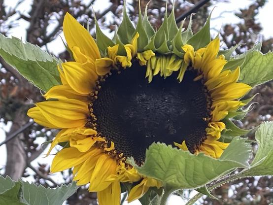 A brown faced sunflower with yellow petals in morning sun