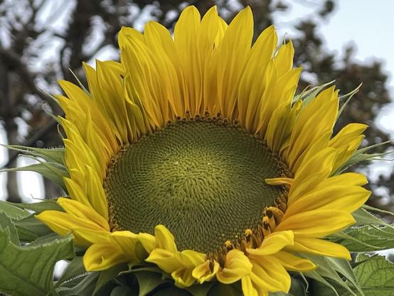 A green faced sunflower with yellow petals in early morning sun