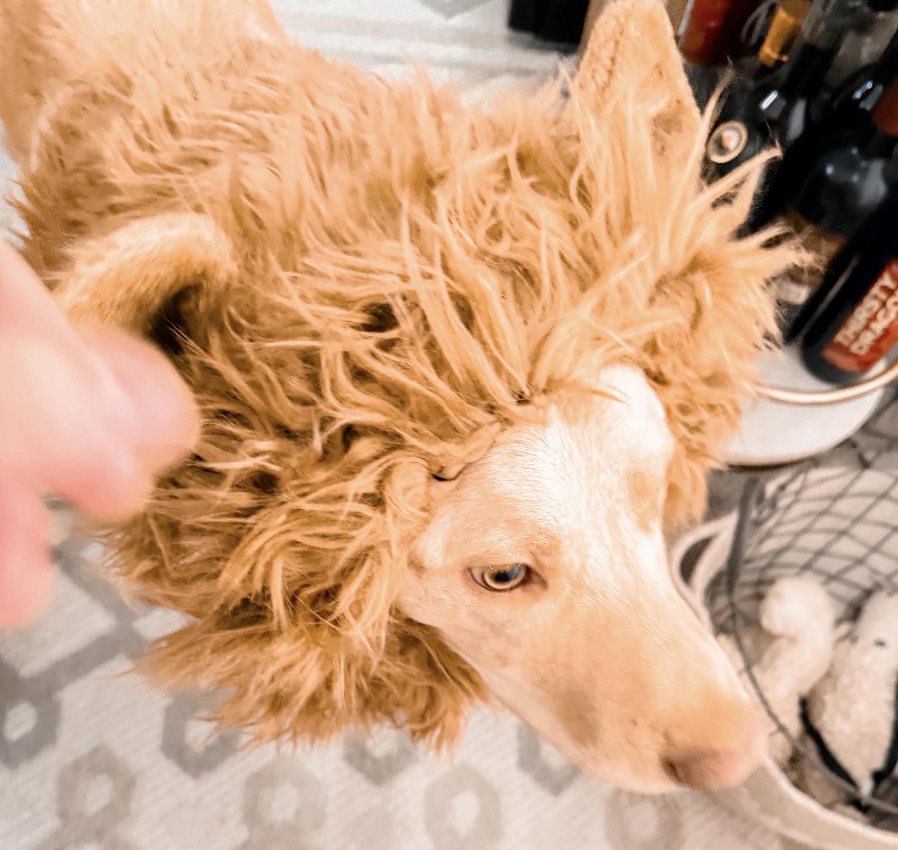 Jake my Labrador retriever puppy wearing a lion mane
