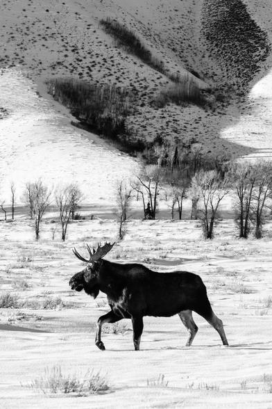 A bull moose walking in the snow along the Gros Ventre Road, with Blacktail Butte in the background.