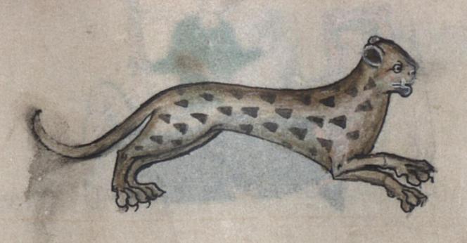 Running towards the right, a fawn coloured leopard with darker brown arrow-shaped spots and a long unspotted curving tail. It has long dark claws on its paws and round ears with dark centres and white rims. Its snout is a little bit smudged and a large white fang is visible protruding from its mouth. Colours from the backing page (blue and green) are bleeding through and there appears to be a wet smudge around the tail. Image from Bayerische Staatsbibliothek, Cod.gall. 16 (Psalter of Isabelle of France), folio 30r.
