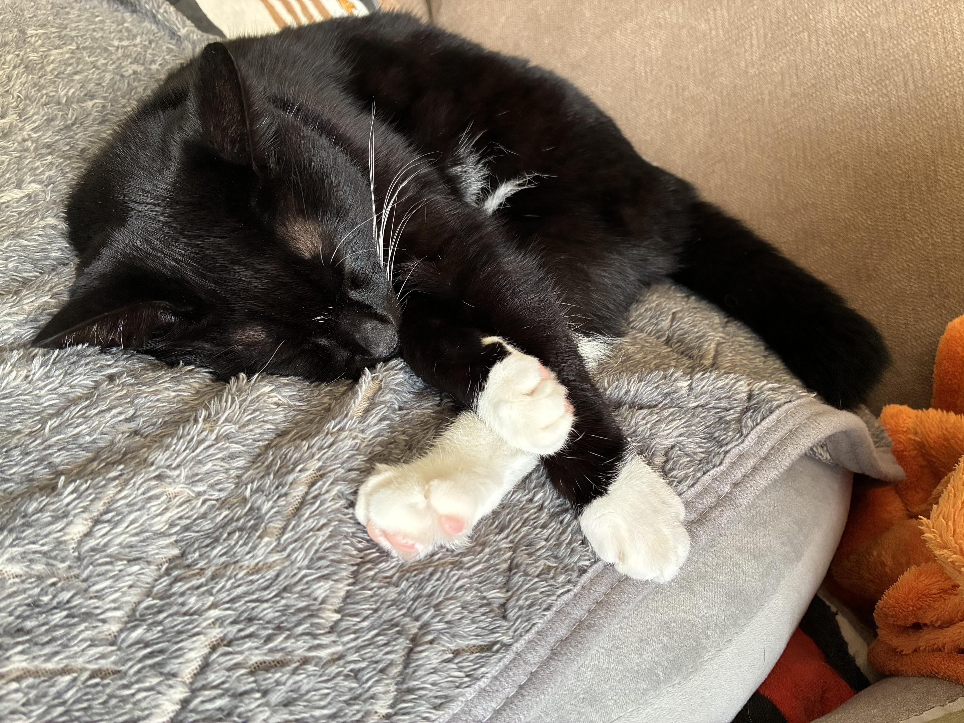 A black and white cat is sleeping on a soft, textured blanket. Its paws are positioned cutely, with white fur on its paws contrasting against its black body.