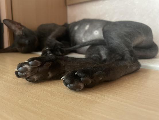 my cat when I tell her what a hard day I had 🙀