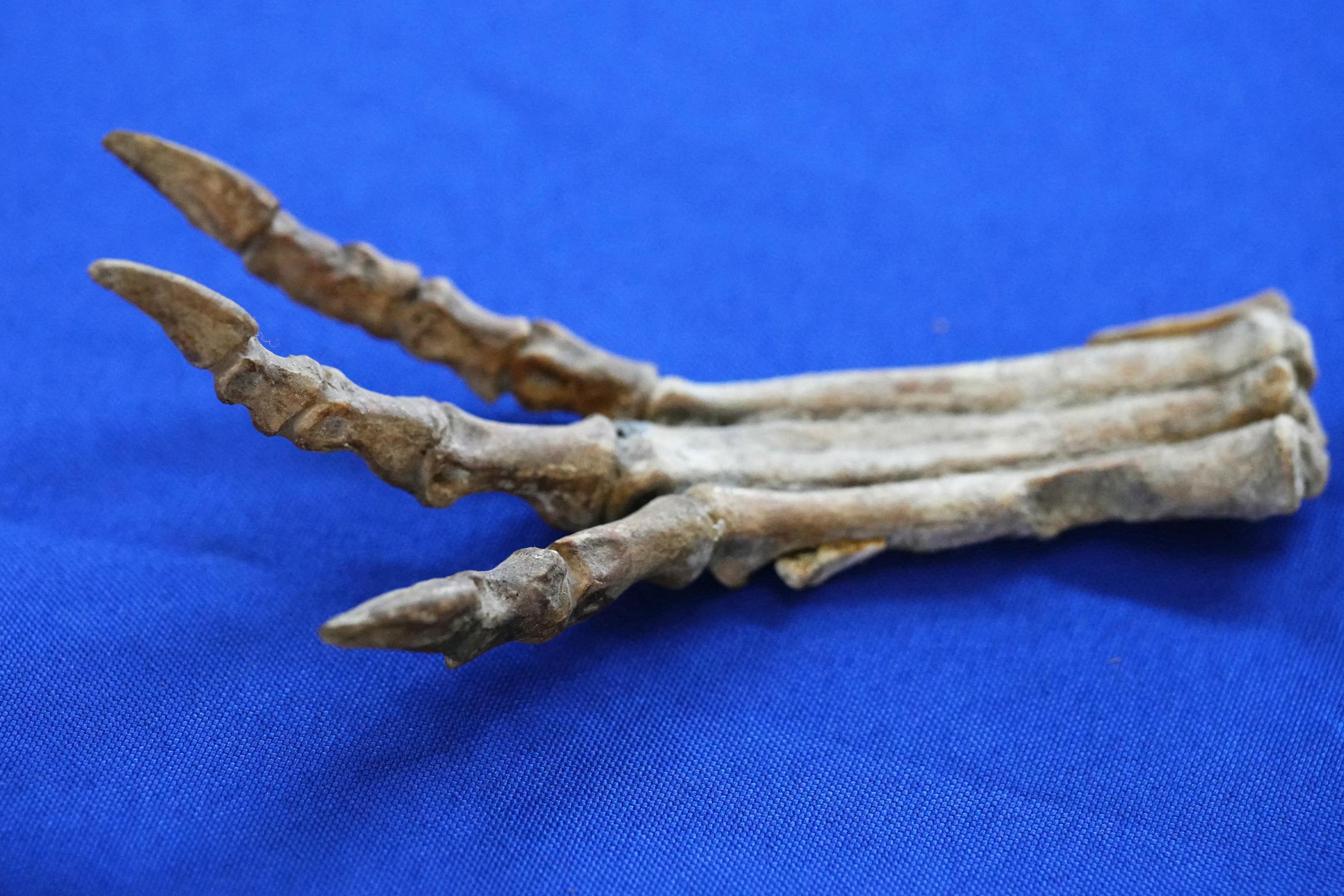 A prehistoric piece of an oviraptor dinosaur.