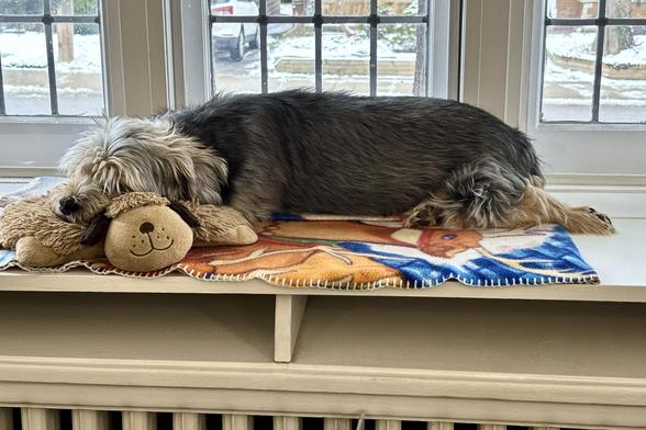 A large morkie rests his head on a dog-shaped pillow while lying on a Christmas blanket in front of a window.