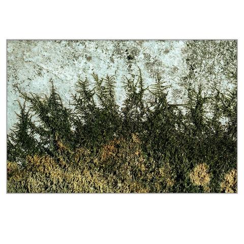 A macro photo of a moss bed spreading out on the side of a cliff. The moss's protruding branches resemble pine trees.