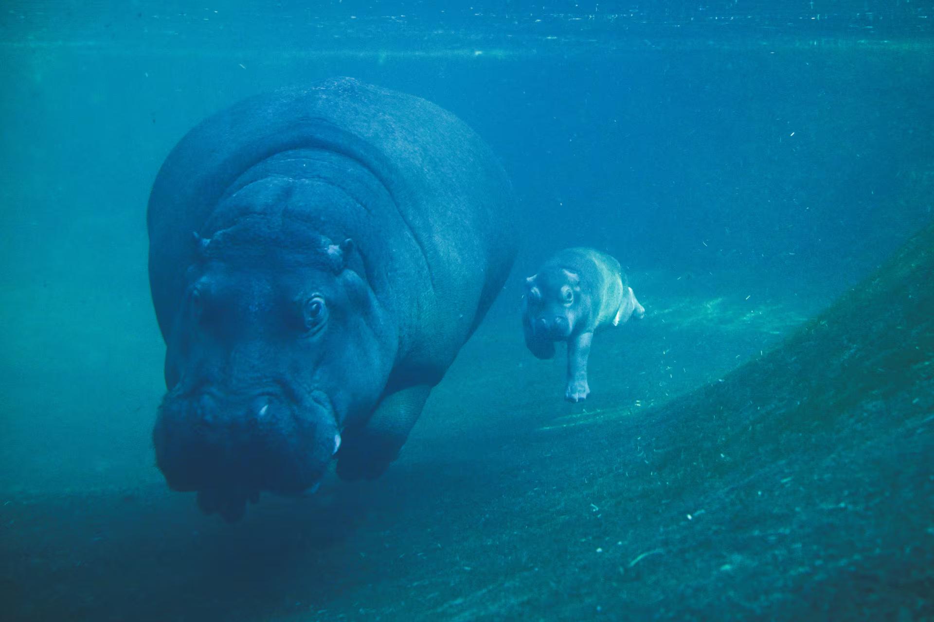 Hippo mother Nala and her calf, born in late September, swim in the pool at Zoo Berlin,