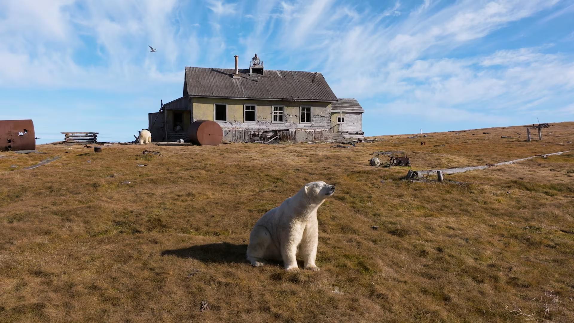 Polar bears take over the abandoned Soviet-era research station on Kolyuchin Island in the Chukchi Sea, in Russia's far northeast.