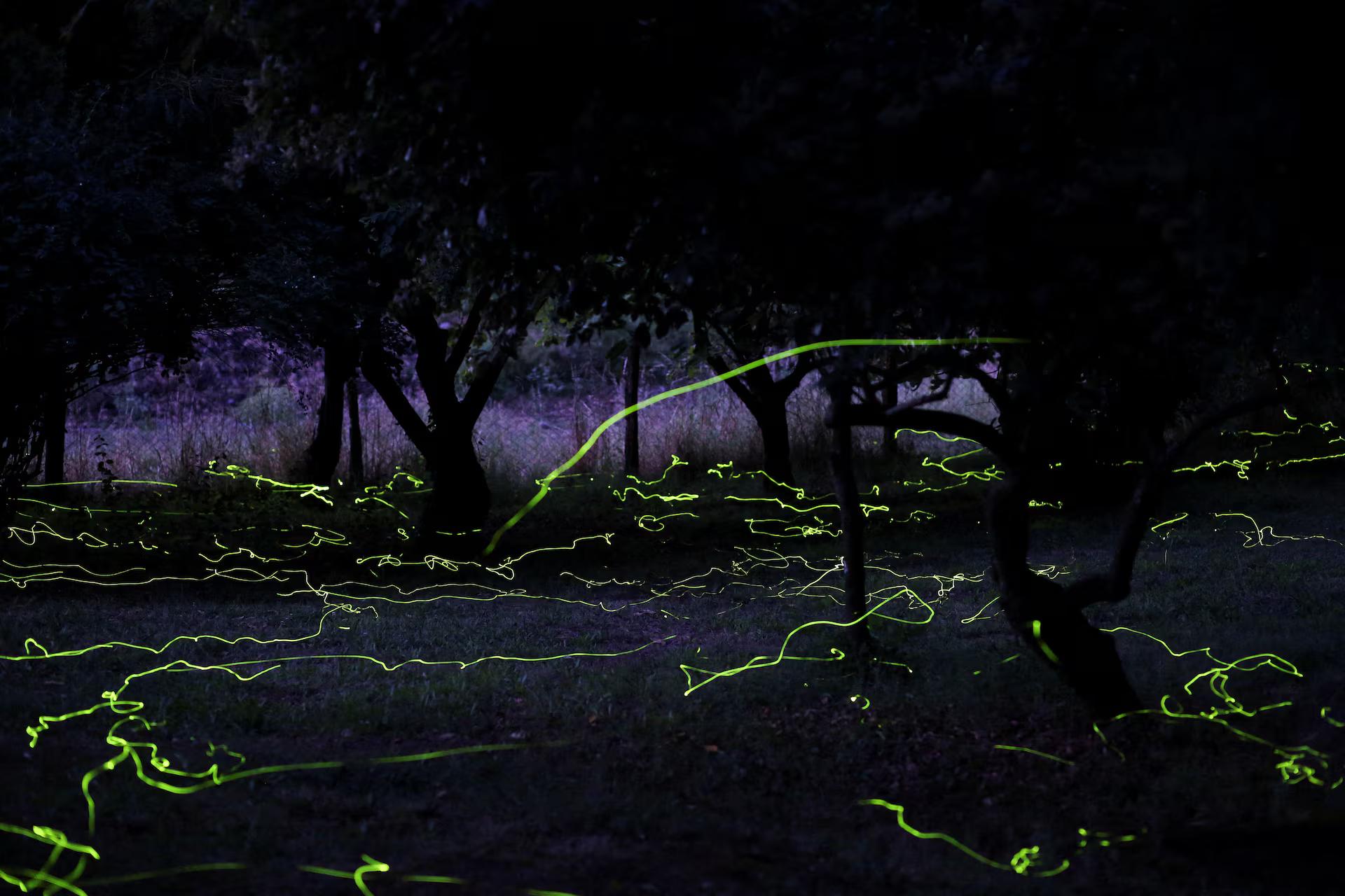 Fireflies light up a forest in Colga, Chile.