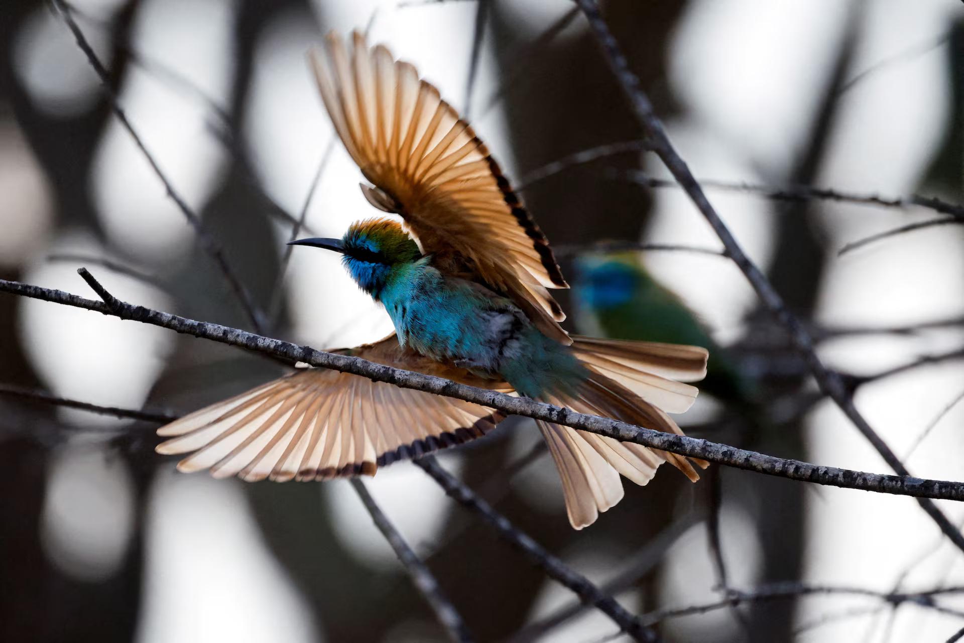 An Arabian green bee-eater takes flight.