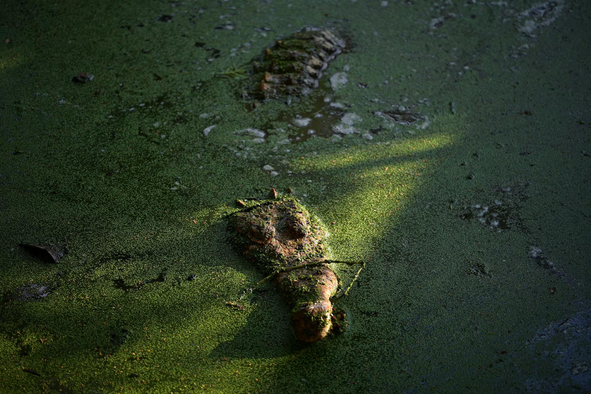 An Orinoco crocodile among green algae.