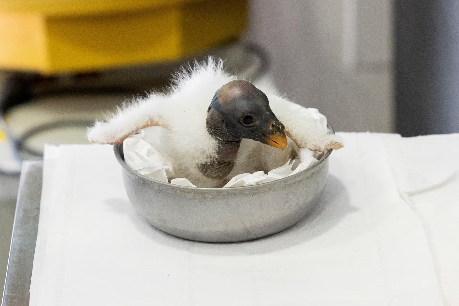 A newborn pope vulture chick sits inside a bowl.