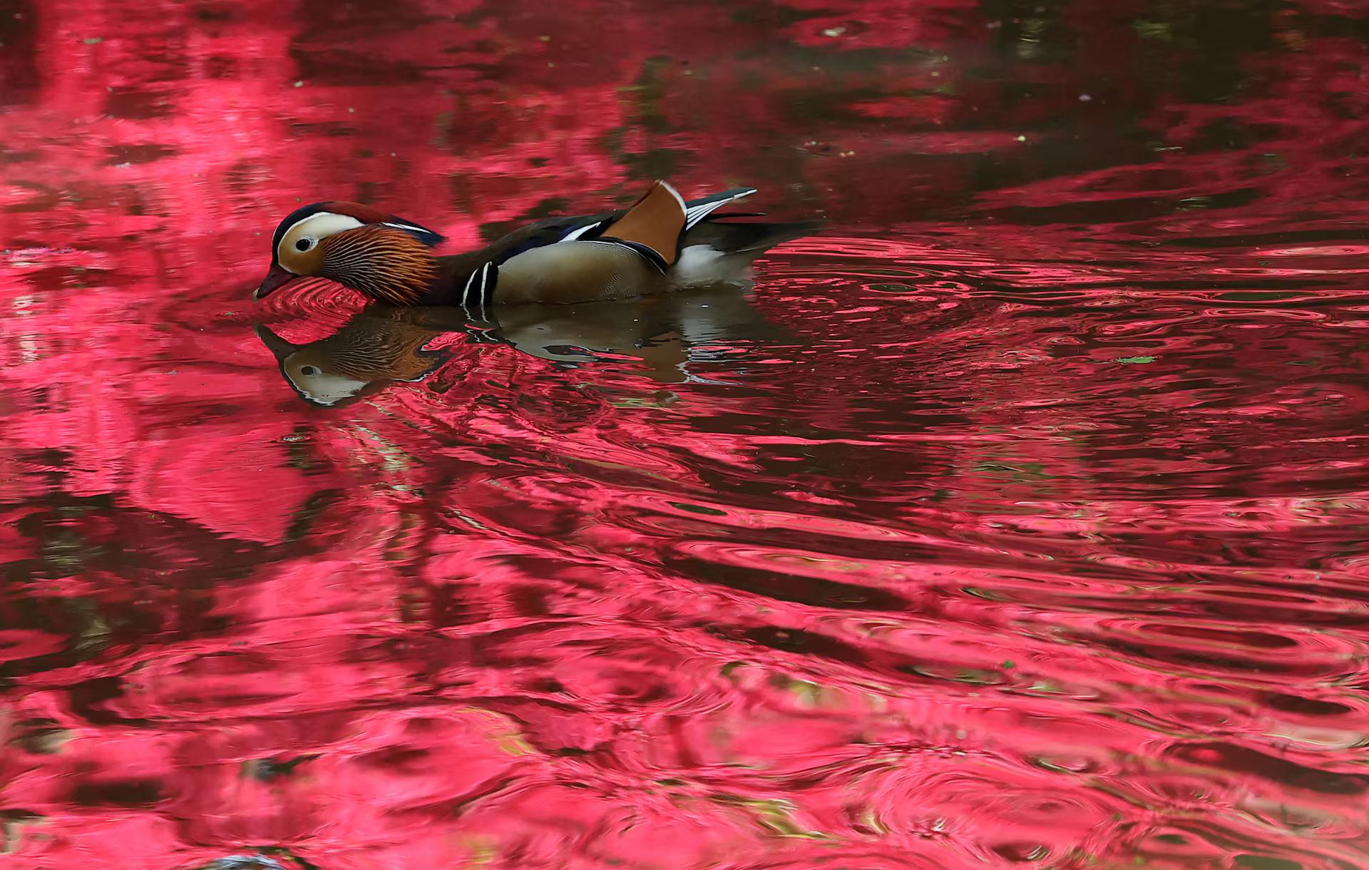 A mandarin duck swims through reflections of spring growth and blossom on a pond.