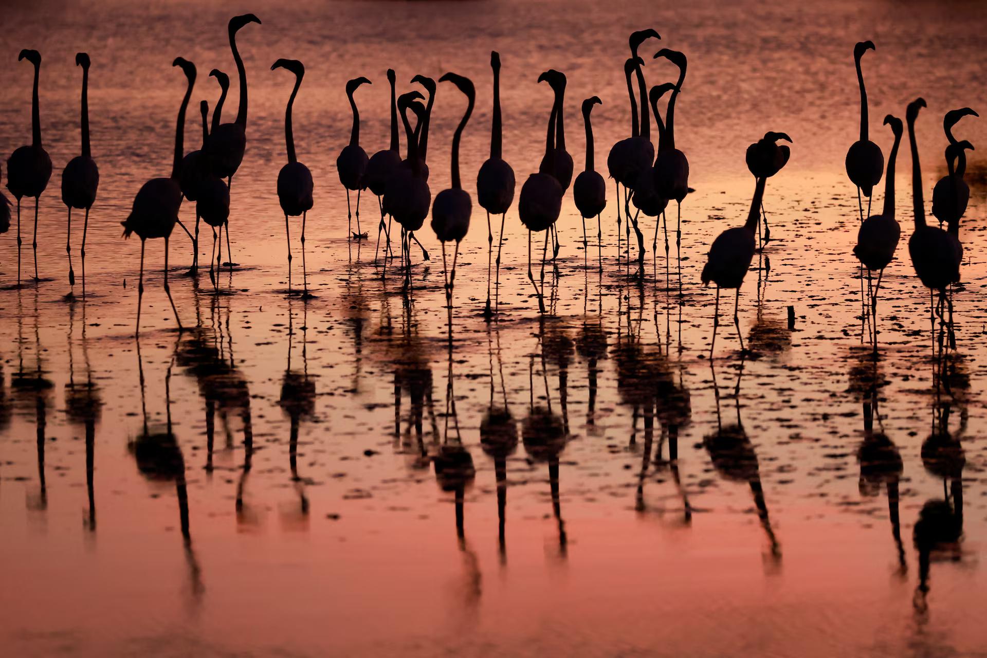 Pink flamingos are silhouetted and reflected in water at sunset.