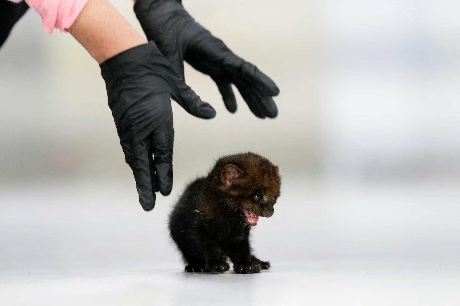 A two-week-old orphaned jaguarundi squeals as a biologist cares for it.