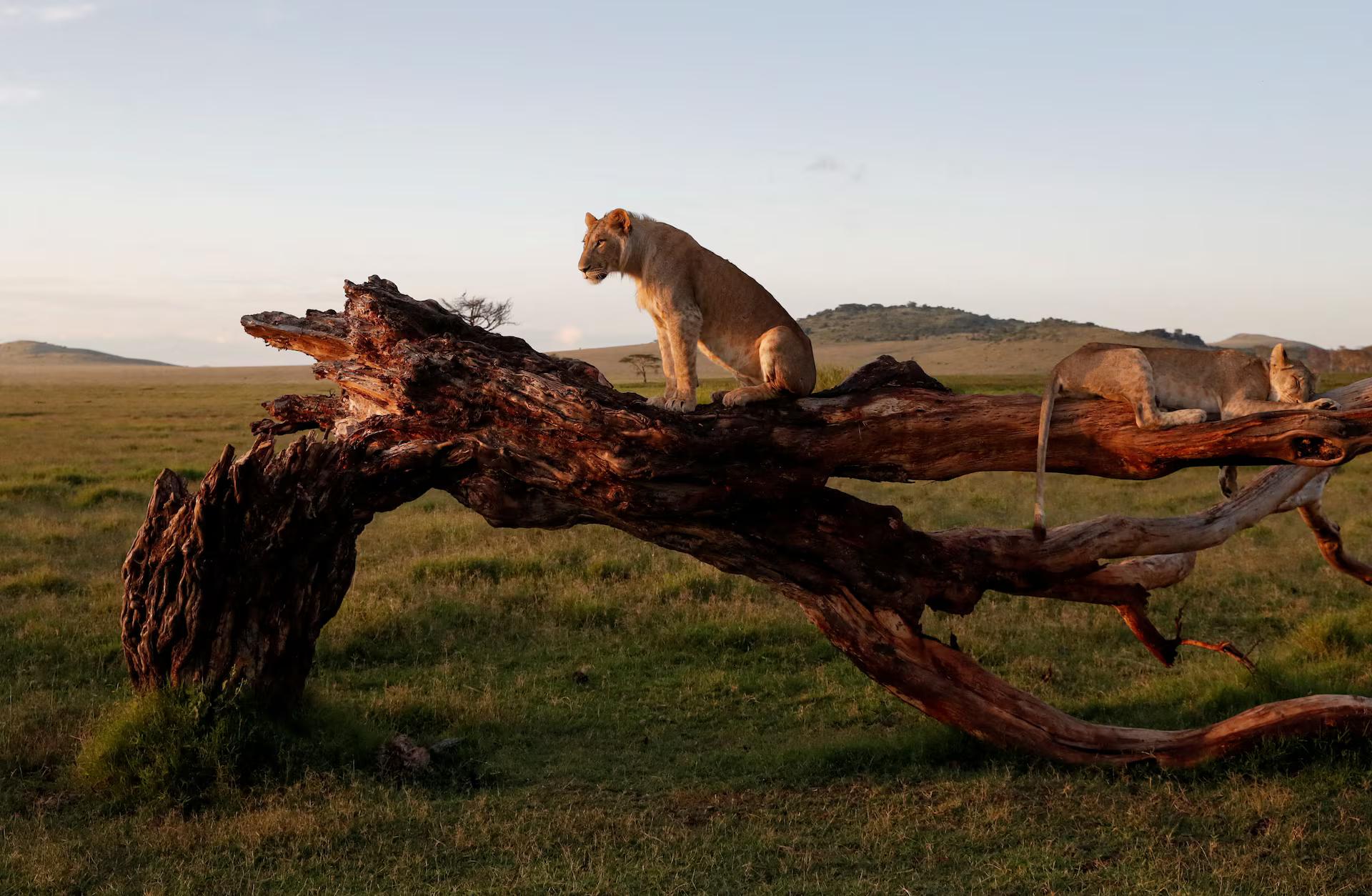 A lion and a lioness rest on a dead tree on the savannah.