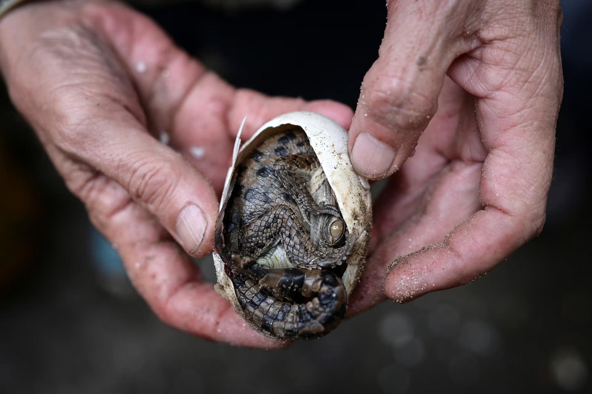 An Orinoco crocodile hatch from its egg in the hands of a biologist.