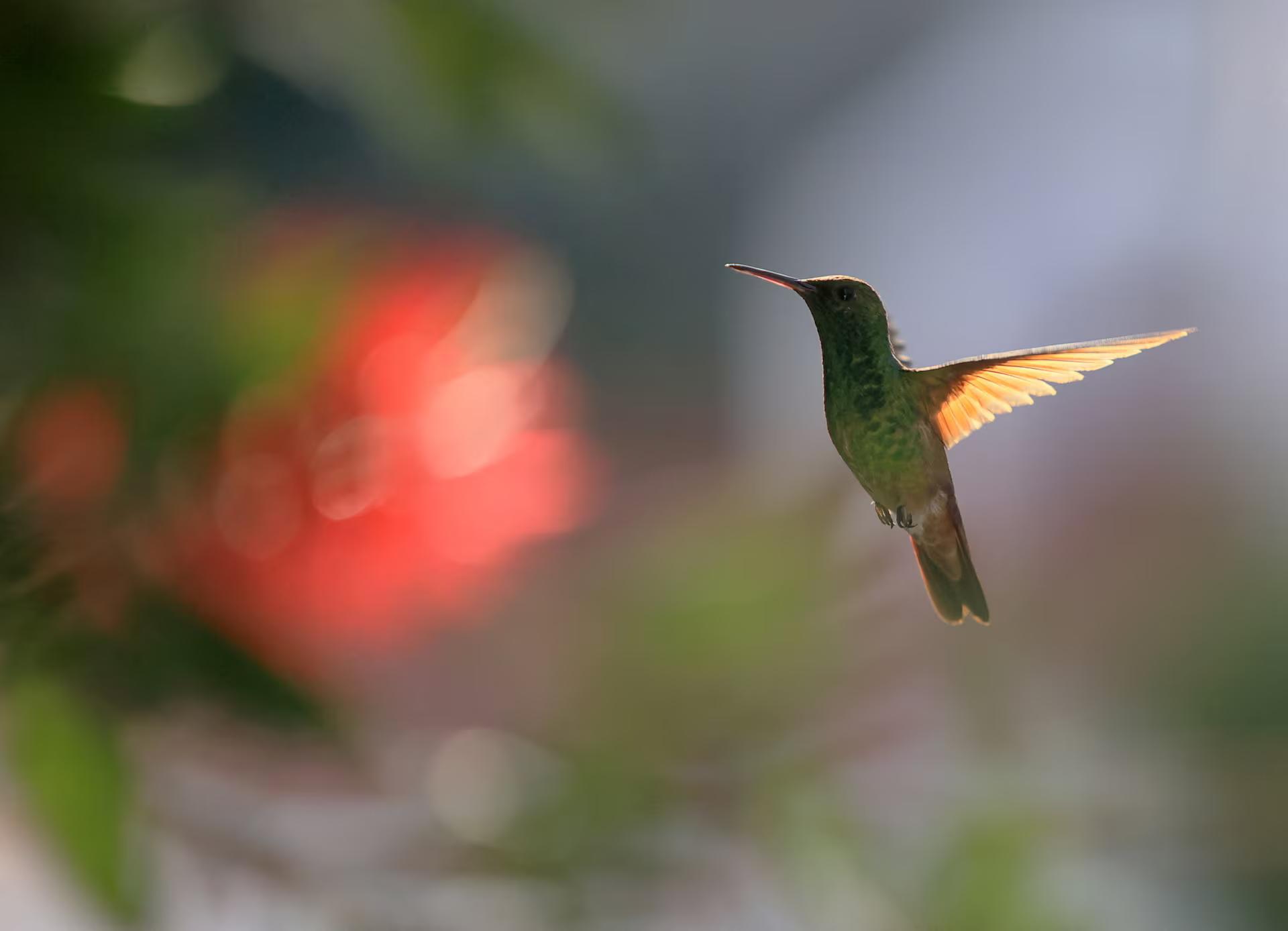A hummingbird flutters around a flower in the summer light, framed by a window at sunset.