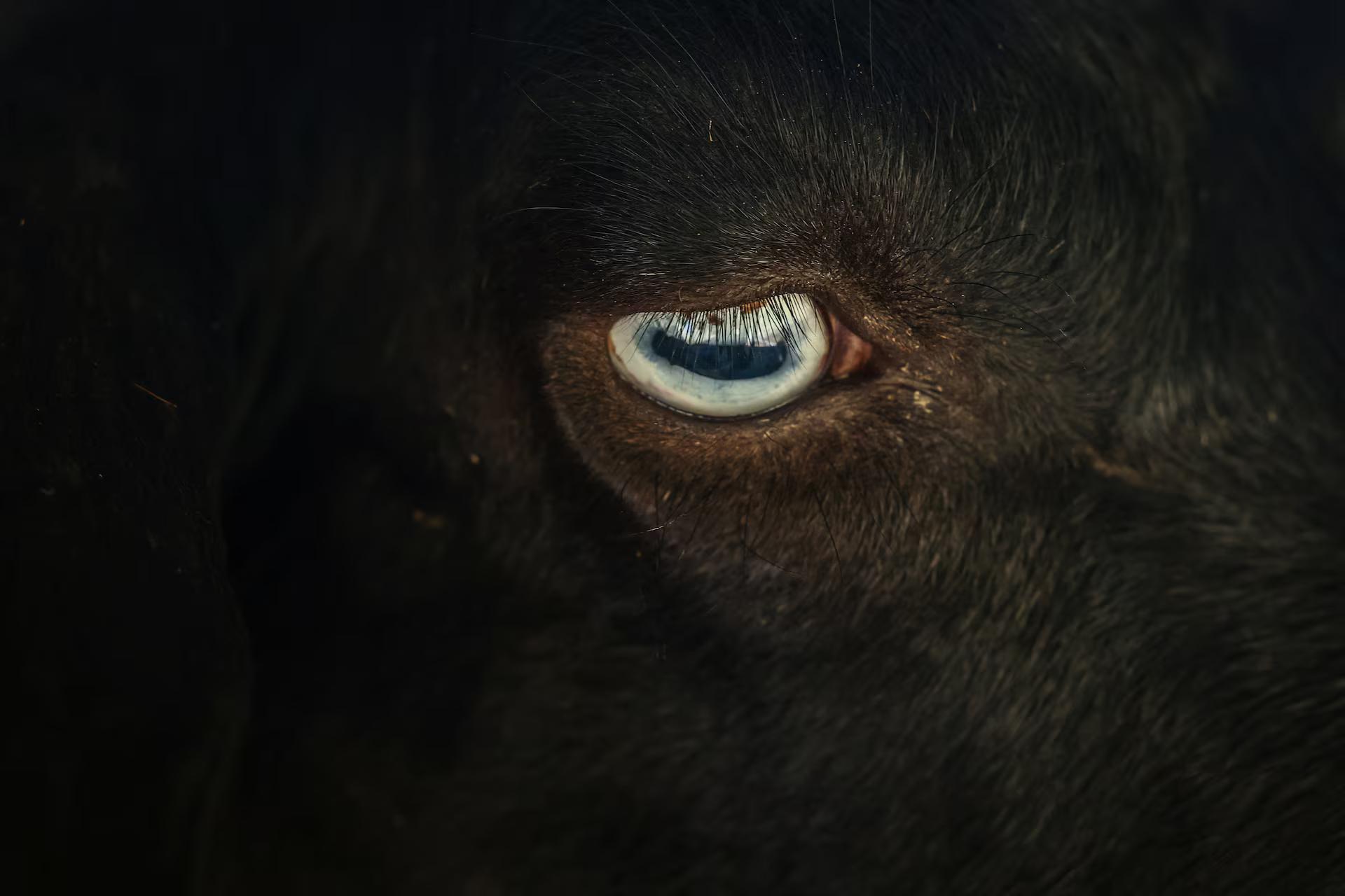 The eye of a goat.