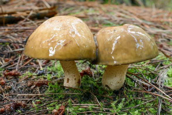 Two glossy, yellow-brown mushrooms with smooth rounded caps grow side by side on a forest floor covered in moss, pine needles and small twigs.
