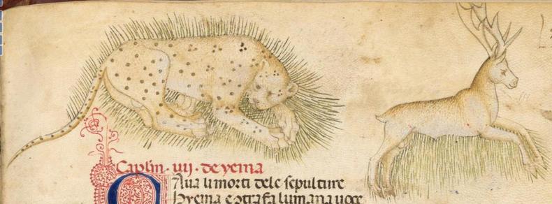 A pale golden leopard covered with brown spots is lying on what is probably a bed of grass looking away from a stag running over grass on the right. The leopard is obviously male and its thin long tail is as spotted as the rest of its coat. An elaborate initial letter in red and blue is reaching up to rest between its tail and back legs. The stag has magnificent antlers and is also obviously male. Both animals are beautifully drawn. Image from Biblioteca Medicea Laurenziana, Plut.40.52 (L'Acerba etas), folio 50r.