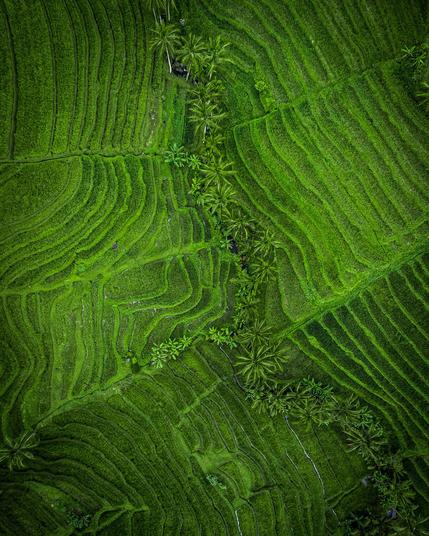 Aerial view of Jatiluwih rice terraces in Bali with curving green fields and a line of palm trees cutting diagonally through the landscape.