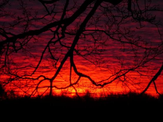 The cloud filled sky is ablaze with the oranges and reds of sunrise with the silhouette of tree branches at the top and middle of the picture and of the distant treeline along the bottom.