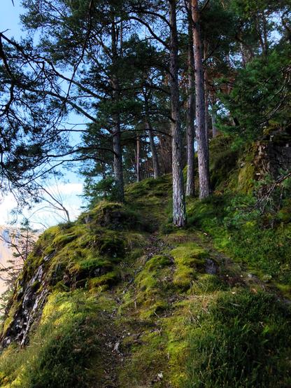A trail that goes uphill towards trees in the woods