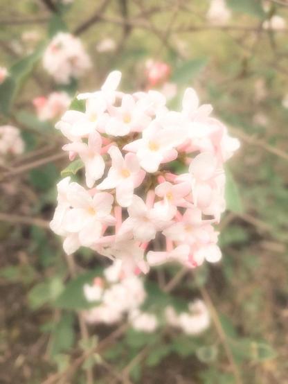Soft light, pastel tones, and the quiet beauty of early spring.
This gentle blossom cluster feels like breathing space in print form — warm, painterly, and serene. Perfect for anyone who loves subtle florals and calming wall art.
#floralart #fineartphotography #pasteltones #softfocus #botanicalart #springblossoms #gauchaInspired #quietmoments #artforsale #natureprints #pinkflowers #dreamyflorals #calmingdecor
