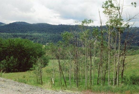 A grove of trees stands in a meadowland that is surrounded by heavy growths of trees that extend all the way to the rounded hills in the distant background.