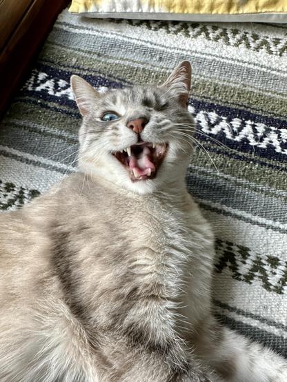 Doots, a one-eyed Lynx Point Siamese cat, lounging on a grey, white, and green patterned blanket, looking up atchu as he meows excitedly. He’s so happy to see you! 