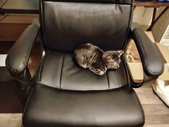 Image of Totoro [kitten] resting in the computer desk chair like he owns the thing. This, in turn, is causing the human to use his standing desk. I think this is a sufficient trade off.