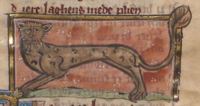 On a very dark manuscript page, in a gilt frame, a very oddly shaped dark brown leopard with disc-like black spots is heading towards the left while looking at the reader. It has a flat round face (with crossed eyes) and a broad spindly beard and thin white teeth (with a lot of gaps) and pointed ears pointing sideways on either side of its head. Its tail (unspotted) appears to end in a double club. It is shown on green ground against a red background. It is very lean. Image from Lippische Landesbibliothek, Ms. 70 (Der Naturen Bloeme), folio 32r.