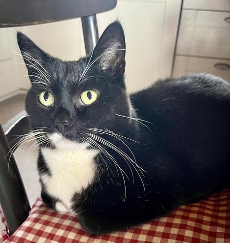 Ein schwarzer Kater mit weißer Brust liegt auf einem rot- weiß karierten Stuhlkissen. Er hat die Vorderpfoten unter den Körper geklappt und schaut erwartungsfroh nach oben. Seine grünen Augen sind groß.