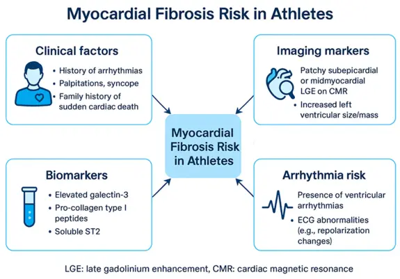 Diagram with four quadrants describing how clinical factors (patient history,  symptoms) and imaging markers (enlarged left ventricle) and biomarkers and observed arrhythima risk is connected to mycoradial Fibrosis Risk in Athletes.