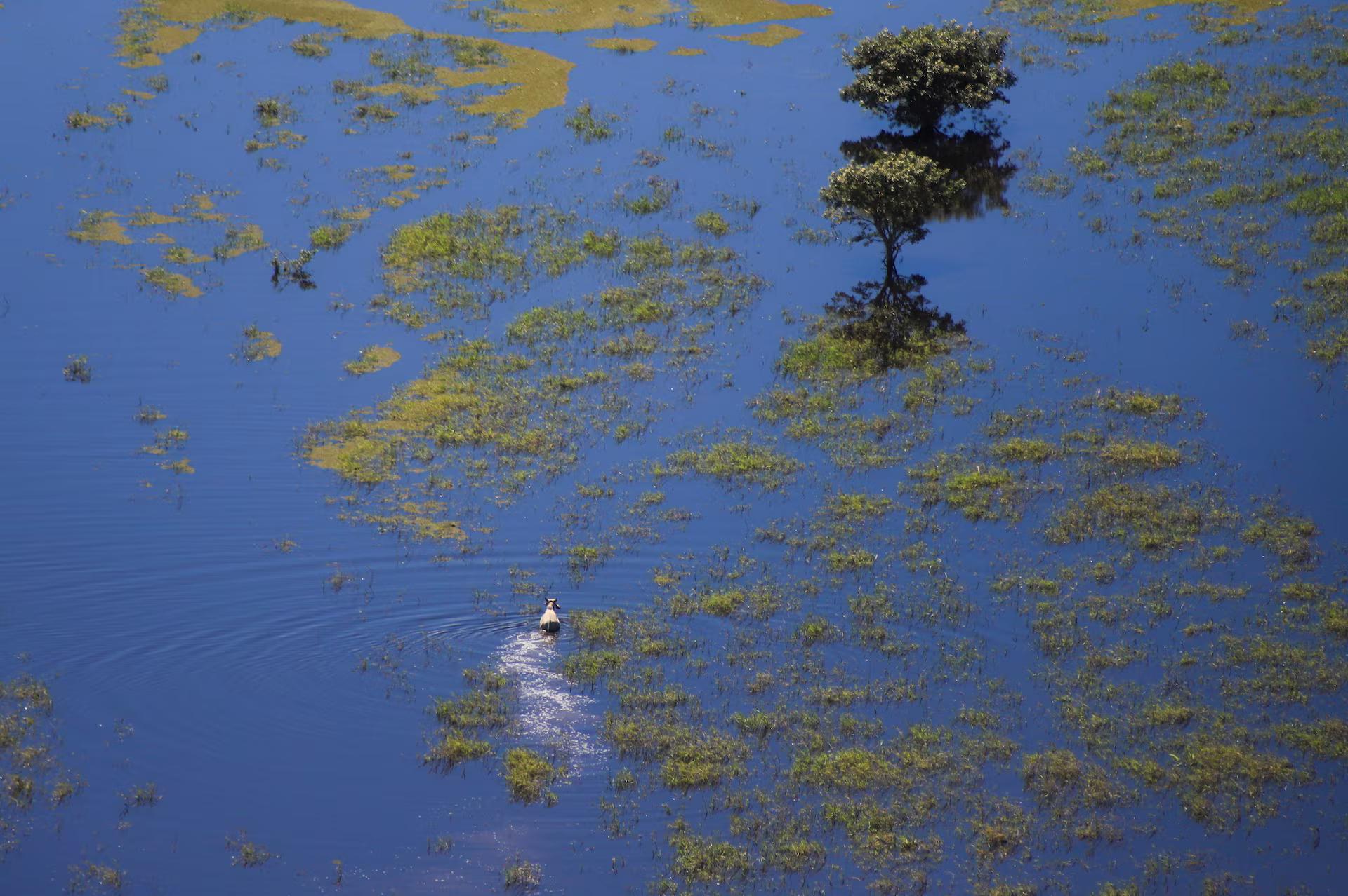 Livestock moves through floodwaters caused by heavy rain, near Trinidad.